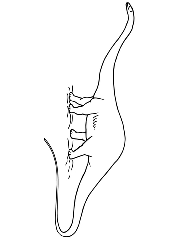 Diplodocus Jurassic Dinosaur Coloring Page